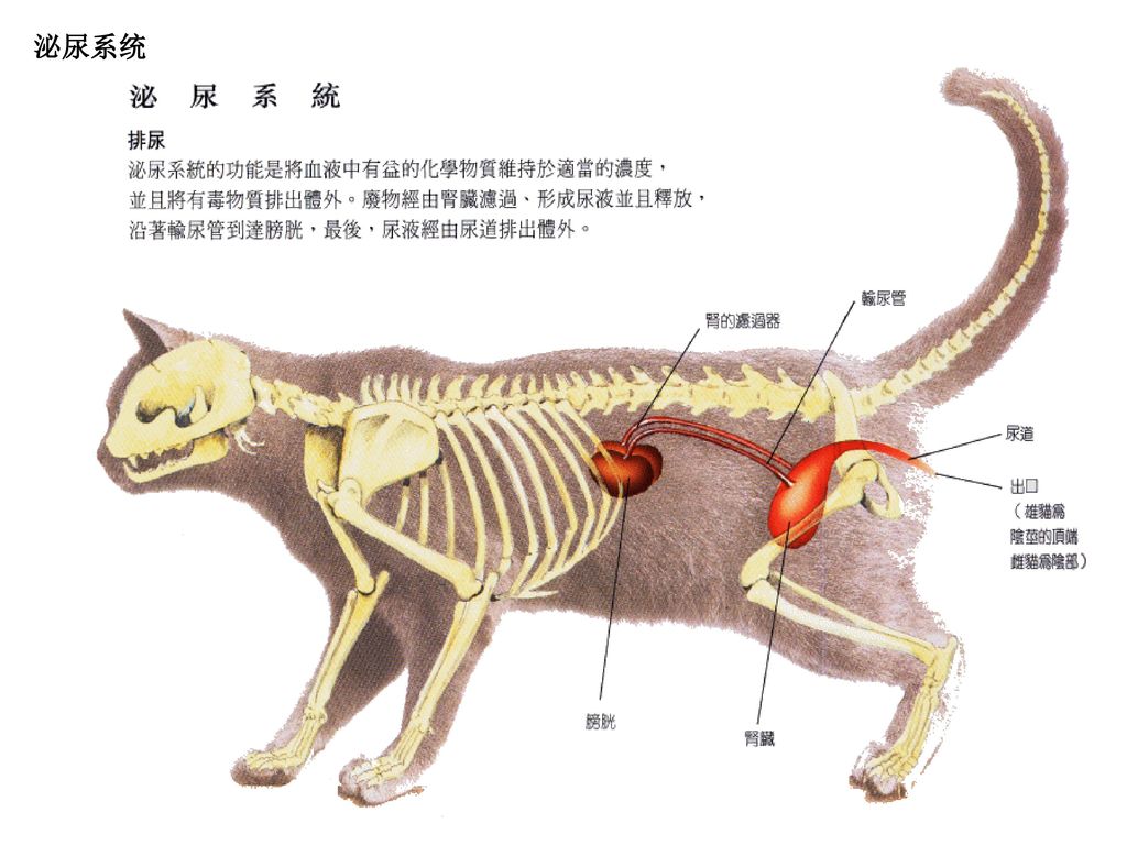 狗狗身体器官部位图解图片