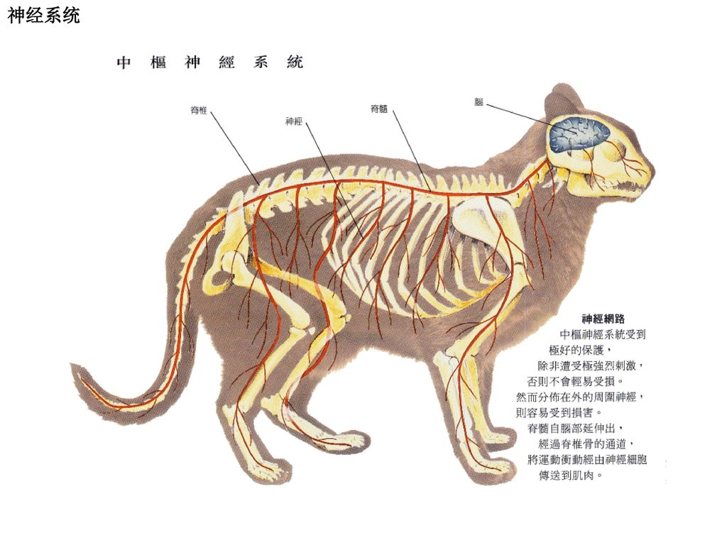 犬 解剖结构与生理习性 课程名称:宠物疾病诊治