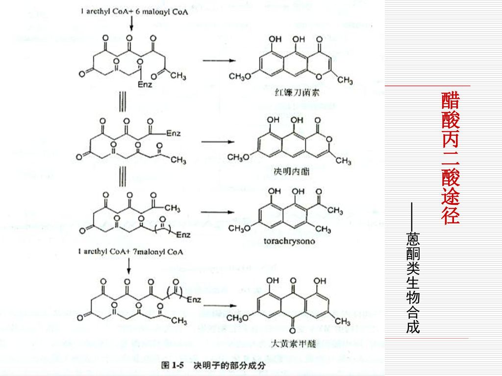 醋酸丙二酸途径 ——蒽酮类生物合成