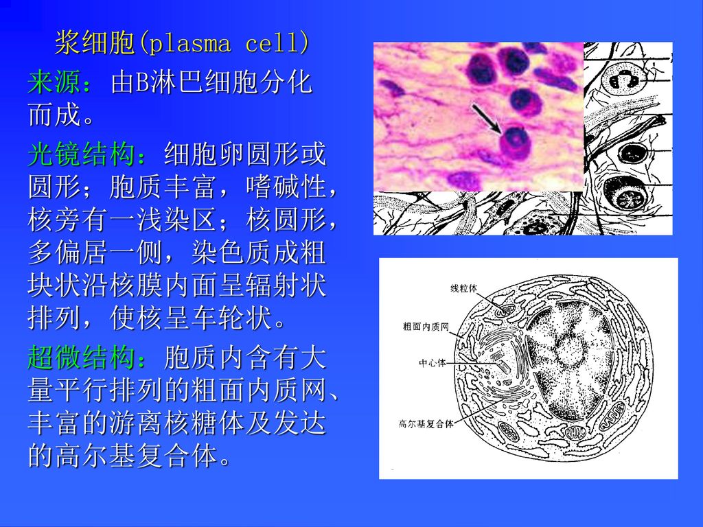 浆细胞(plasma cell) 来源：由B淋巴细胞分化而成。 光镜结构：细胞卵圆形或圆形；胞质丰富，嗜碱性，核旁有一浅染区；核圆形，多偏居一侧，染色质成粗块状沿核膜内面呈辐射状排列，使核呈车轮状。
