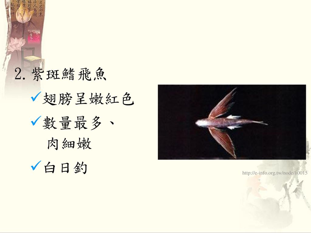 2.紫斑鰭飛魚 翅膀呈嫩紅色 數量最多、 肉細嫩 白日釣