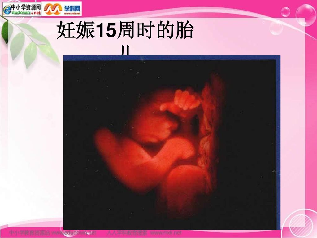 妊娠15周时的胎儿