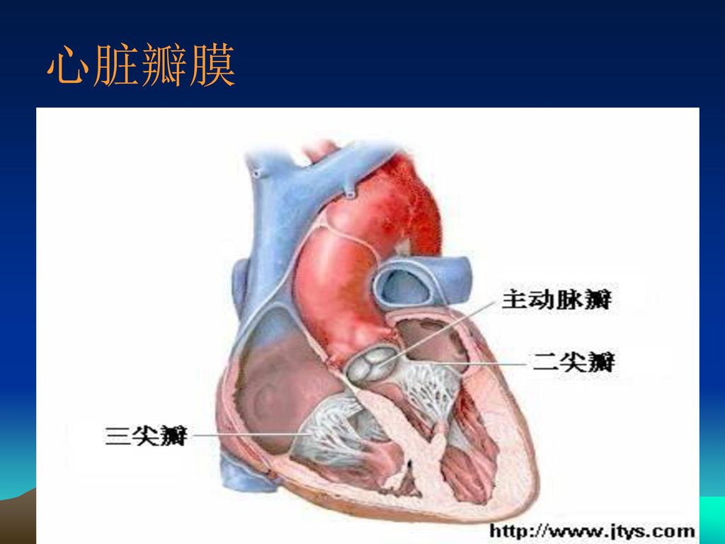 心脏瓣膜