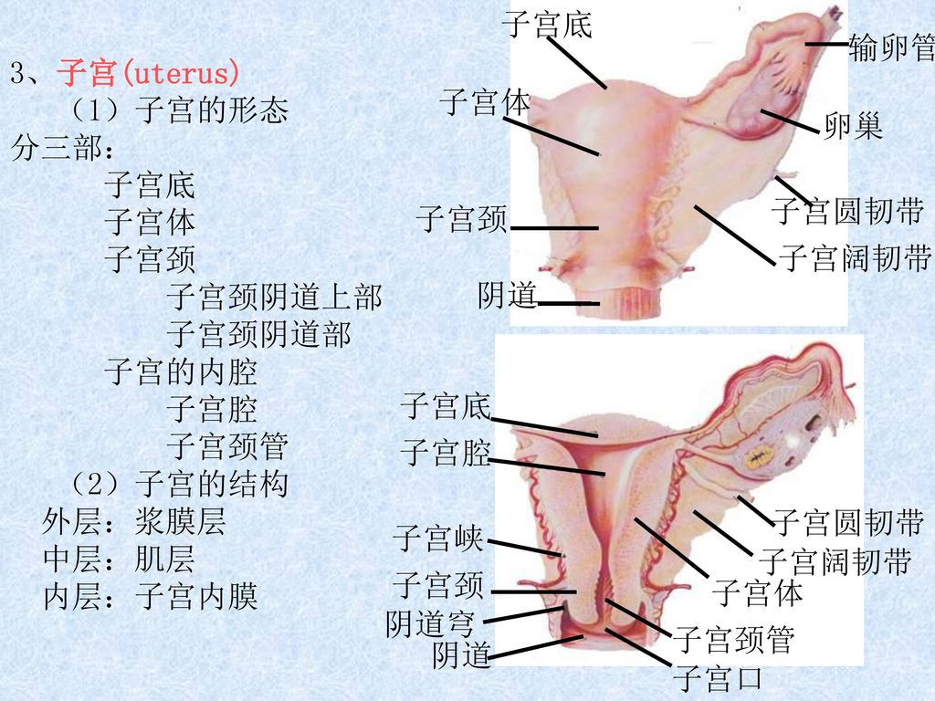 Reproductive System Ppt Download