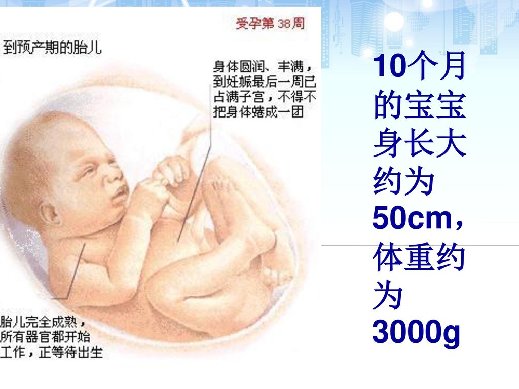 10个月的宝宝身长大约为50cm，体重约为3000g