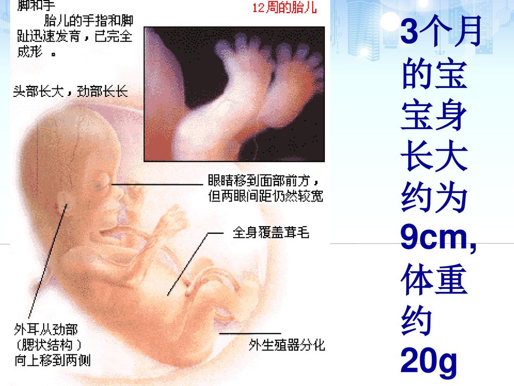 3个月的宝宝身长大约为9cm,体重约20g