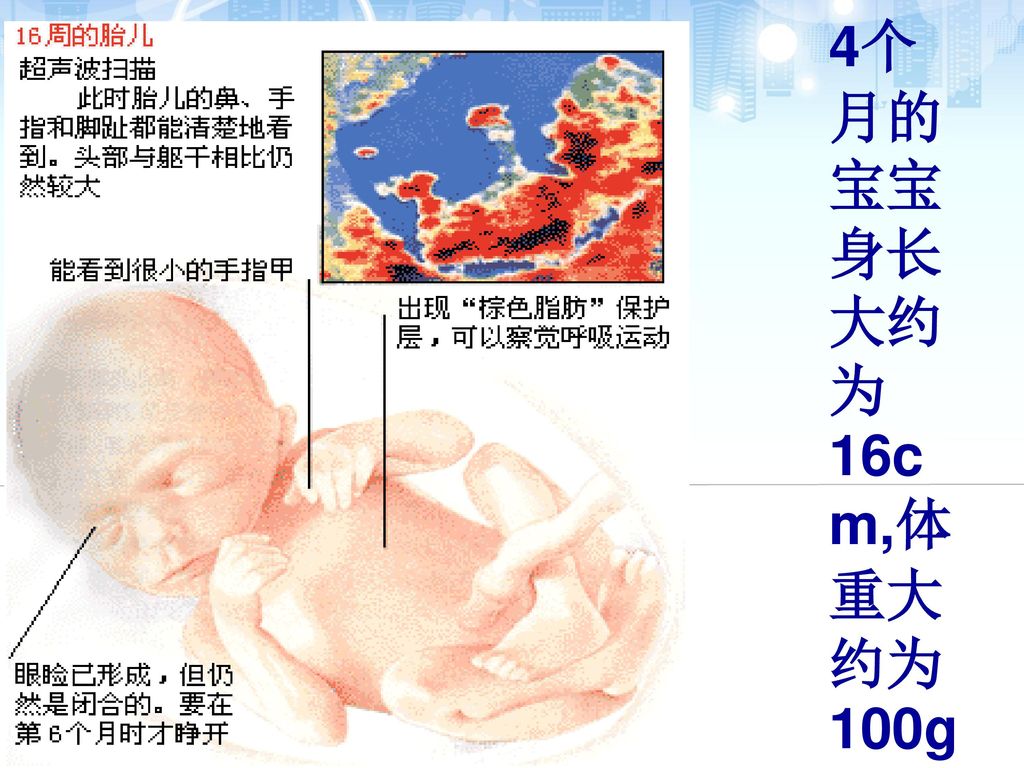 4个月的宝宝身长大约为16cm,体重大约为100g