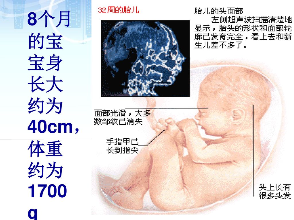 8个月的宝宝身长大约为40cm，体重约为1700g
