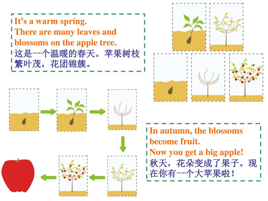 It’s a warm spring. There are many leaves and blossoms on the apple tree. 这是一个温暖的春天。苹果树枝繁叶茂，花团锦簇。 In autumn, the blossoms become fruit.