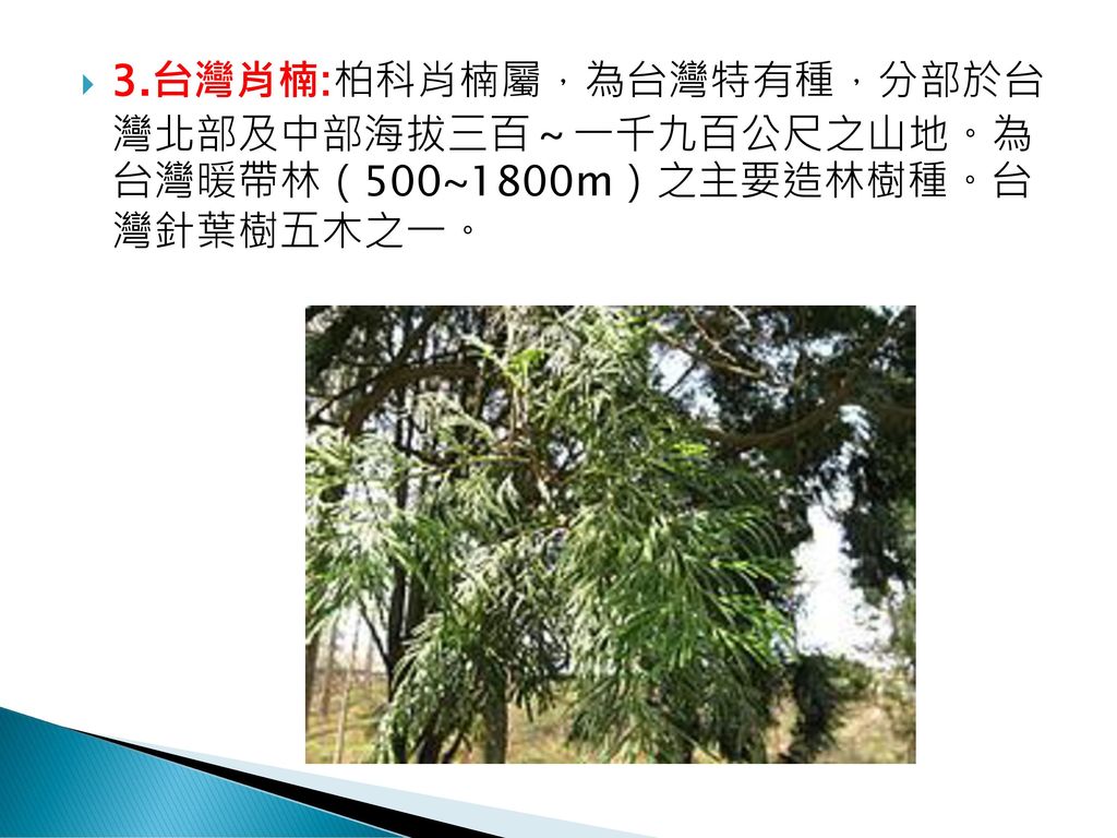 3.台灣肖楠:柏科肖楠屬，為台灣特有種，分部於台 灣北部及中部海拔三百～一千九百公尺之山地。為 台灣暖帶林（500~1800m）之主要造林樹種。台 灣針葉樹五木之一。