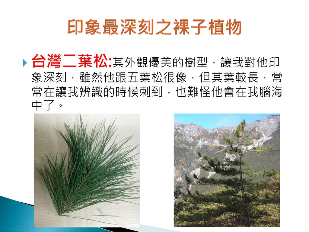 印象最深刻之裸子植物 台灣二葉松:其外觀優美的樹型，讓我對他印 象深刻，雖然他跟五葉松很像，但其葉較長，常 常在讓我辨識的時候刺到，也難怪他會在我腦海 中了。