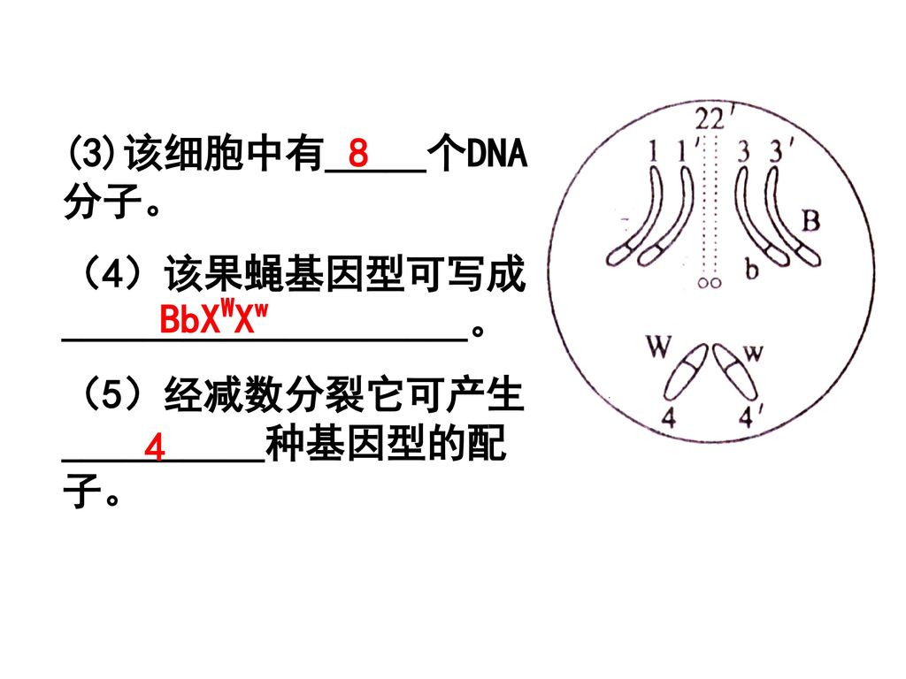 (3)该细胞中有_____个DNA分子。 （4）该果蝇基因型可写成____________________。 （5）经减数分裂它可产生__________种基因型的配子。 8 BbXWXw 4