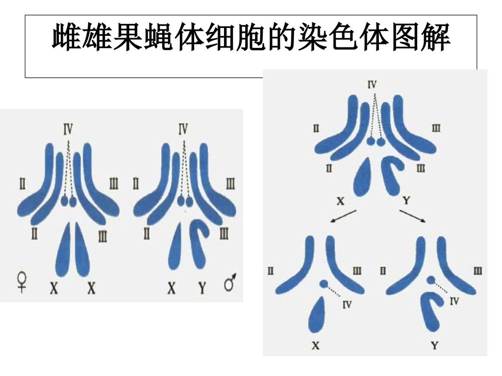 雌雄果蝇体细胞的染色体图解