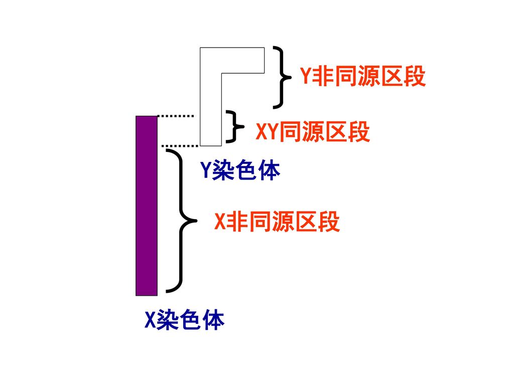 Y非同源区段 XY同源区段 Y染色体 X非同源区段 X染色体