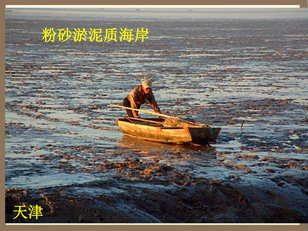 粉砂淤泥质海岸 天津