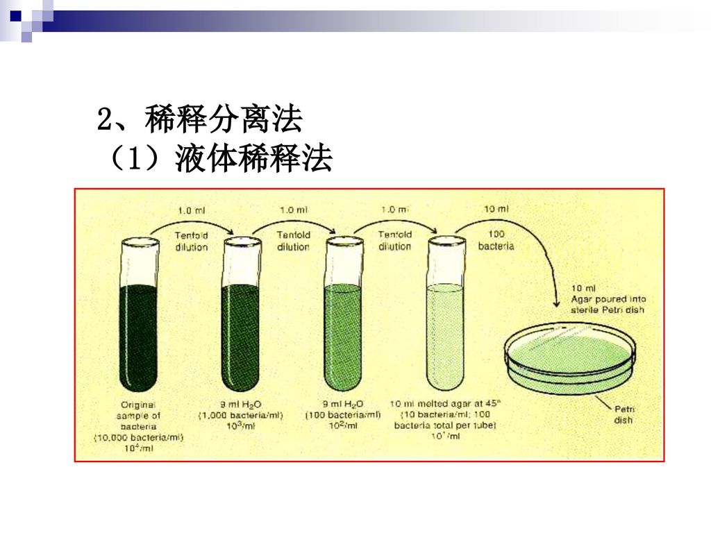 2、稀释分离法 （1）液体稀释法