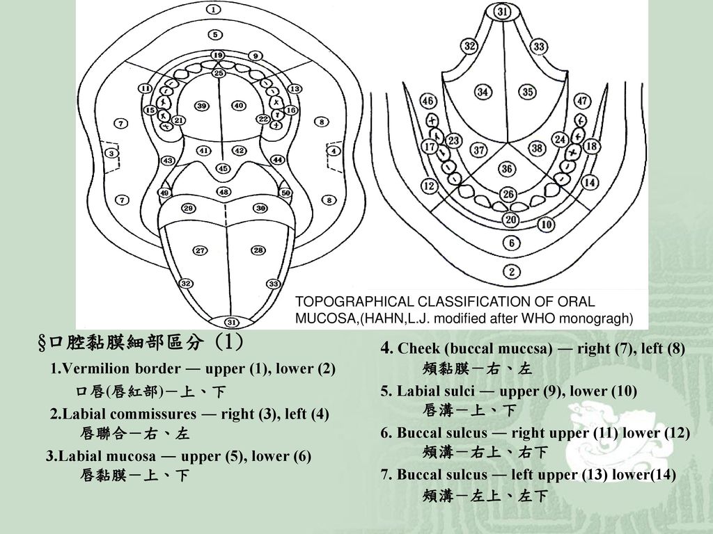 §口腔黏膜細部區分 (1) 4. Cheek (buccal muccsa) ― right (7), left (8) 頰黏膜－右、左