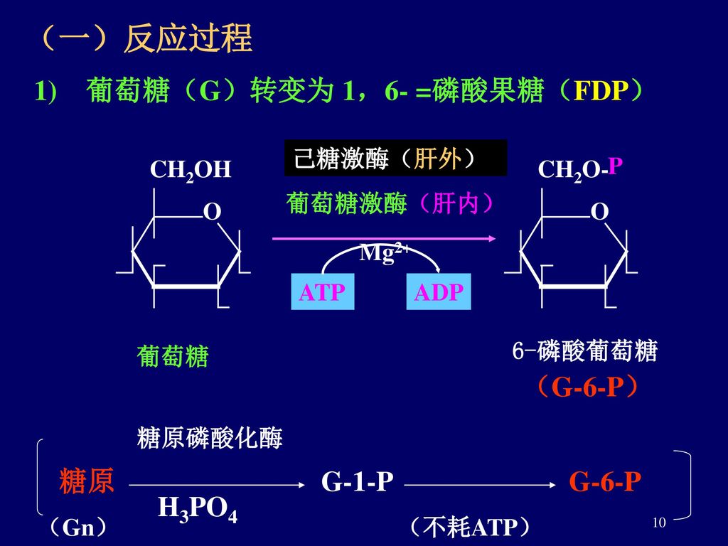 （一）反应过程 1) 葡萄糖（G）转变为 1，6- =磷酸果糖（FDP）