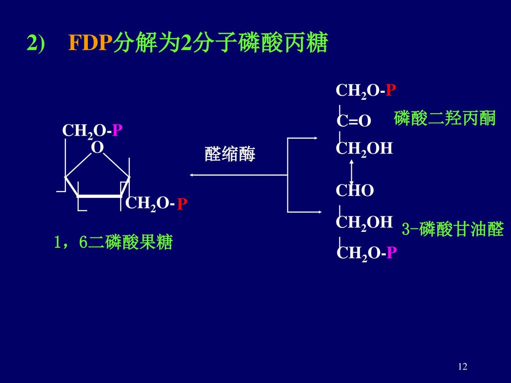 2) FDP分解为2分子磷酸丙糖 CH2O-P 磷酸二羟丙酮 C=O CH2O-P O CH2OH 醛缩酶 CHO CH2O- P
