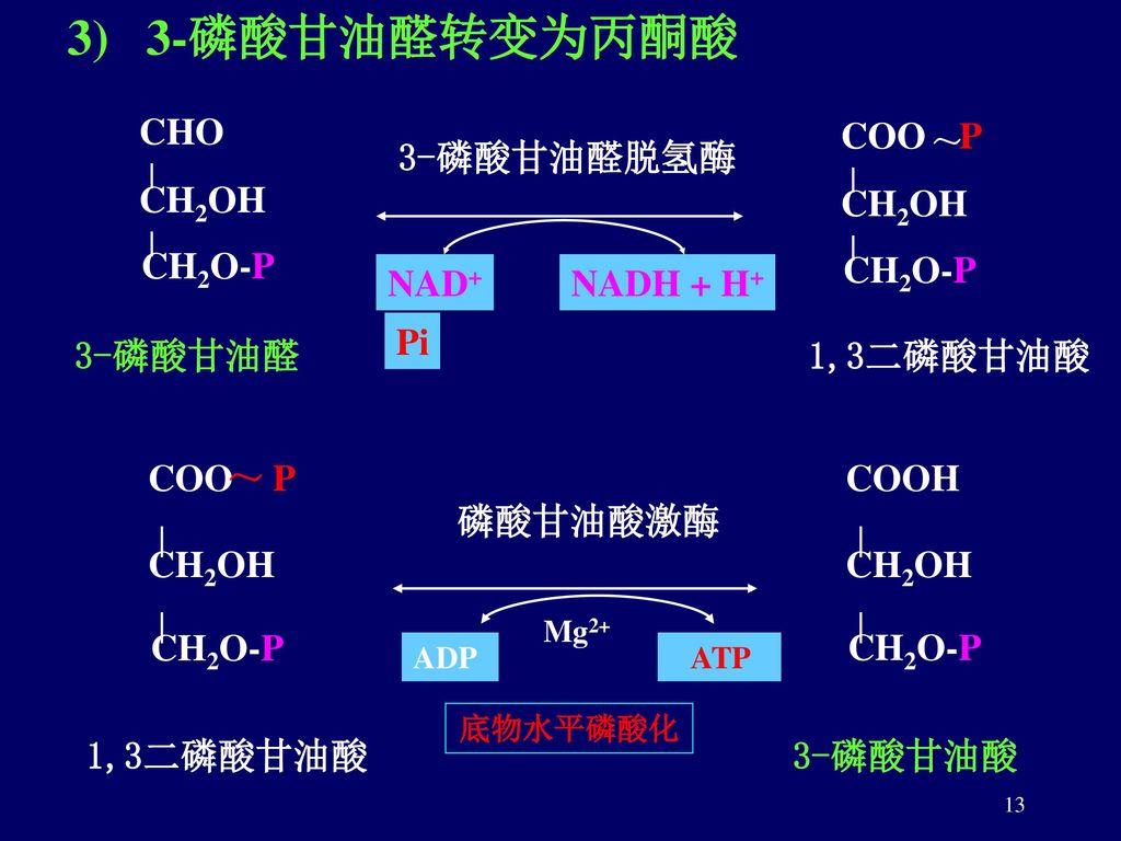 3) 3-磷酸甘油醛转变为丙酮酸 CHO CH2OH CH2O-P COO P 3-磷酸甘油醛脱氢酶 NAD+ NADH + H+ Pi