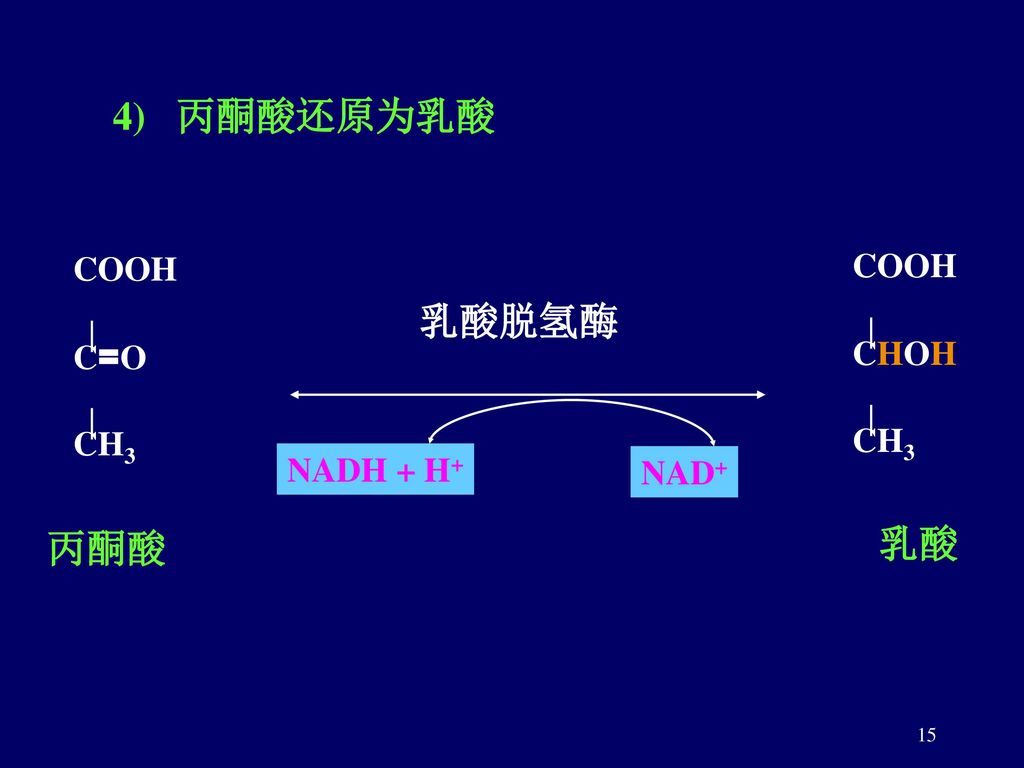 4) 丙酮酸还原为乳酸 COOH C=O CH3 丙酮酸 乳酸脱氢酶 NADH + H+ NAD+ CHOH 乳酸