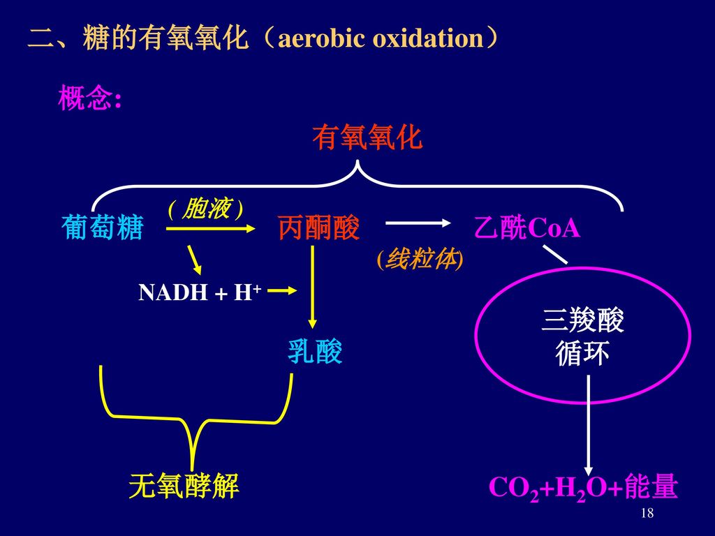 二、糖的有氧氧化（aerobic oxidation）