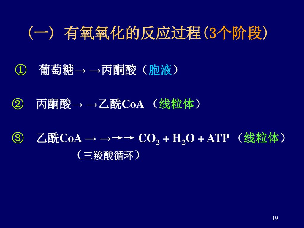 (一) 有氧氧化的反应过程(3个阶段) ① 葡萄糖→ →丙酮酸（胞液） ② 丙酮酸→ →乙酰CoA （线粒体）