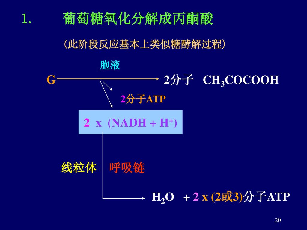 1. 葡萄糖氧化分解成丙酮酸 (此阶段反应基本上类似糖酵解过程)