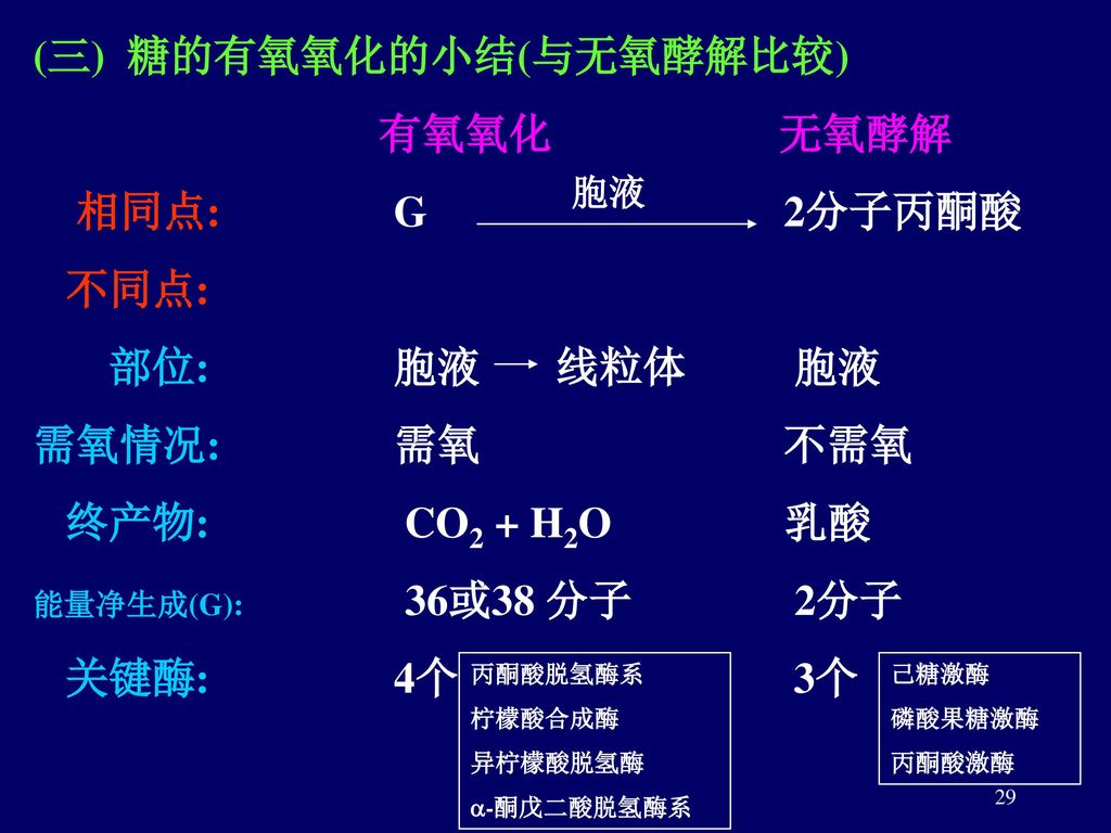(三) 糖的有氧氧化的小结(与无氧酵解比较) 有氧氧化 无氧酵解 相同点: G 2分子丙酮酸 不同点: 部位: 胞液 线粒体 胞液
