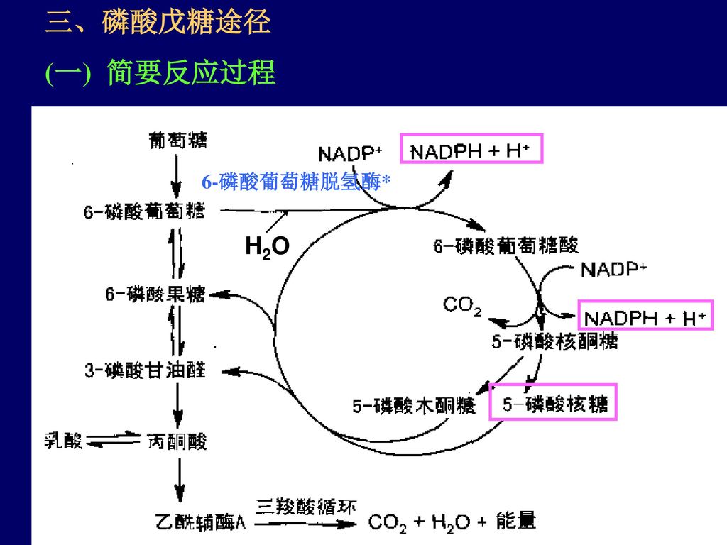 三、磷酸戊糖途径 (一) 简要反应过程 6-磷酸葡萄糖脱氢酶* H2O