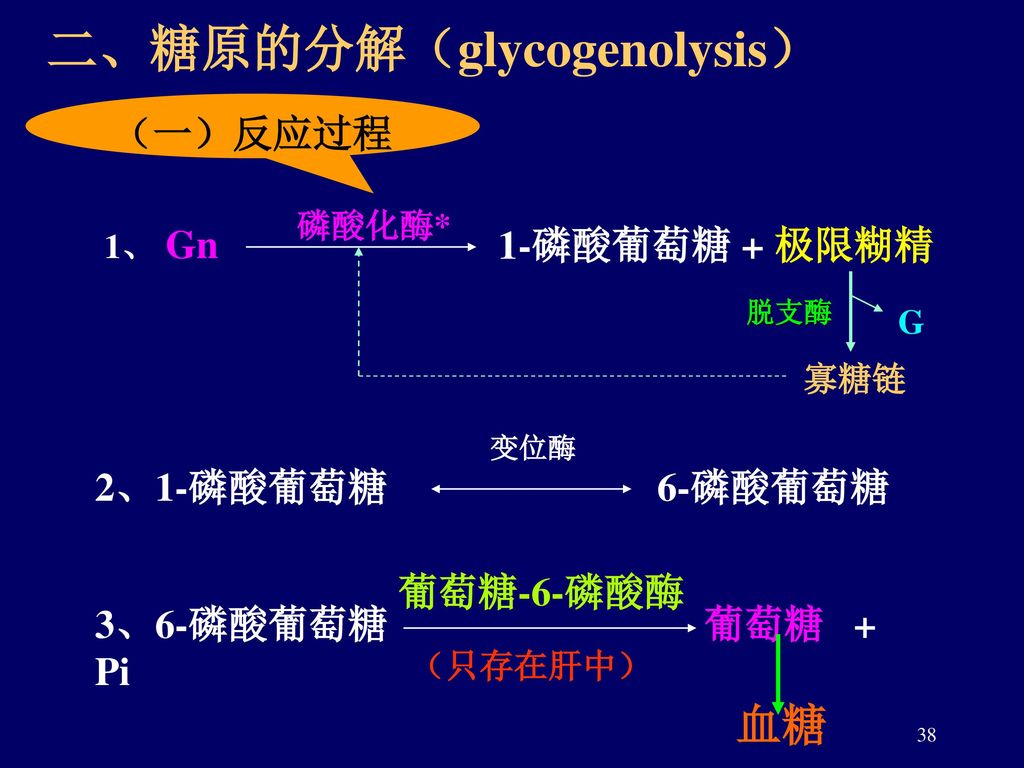 二、糖原的分解（glycogenolysis）