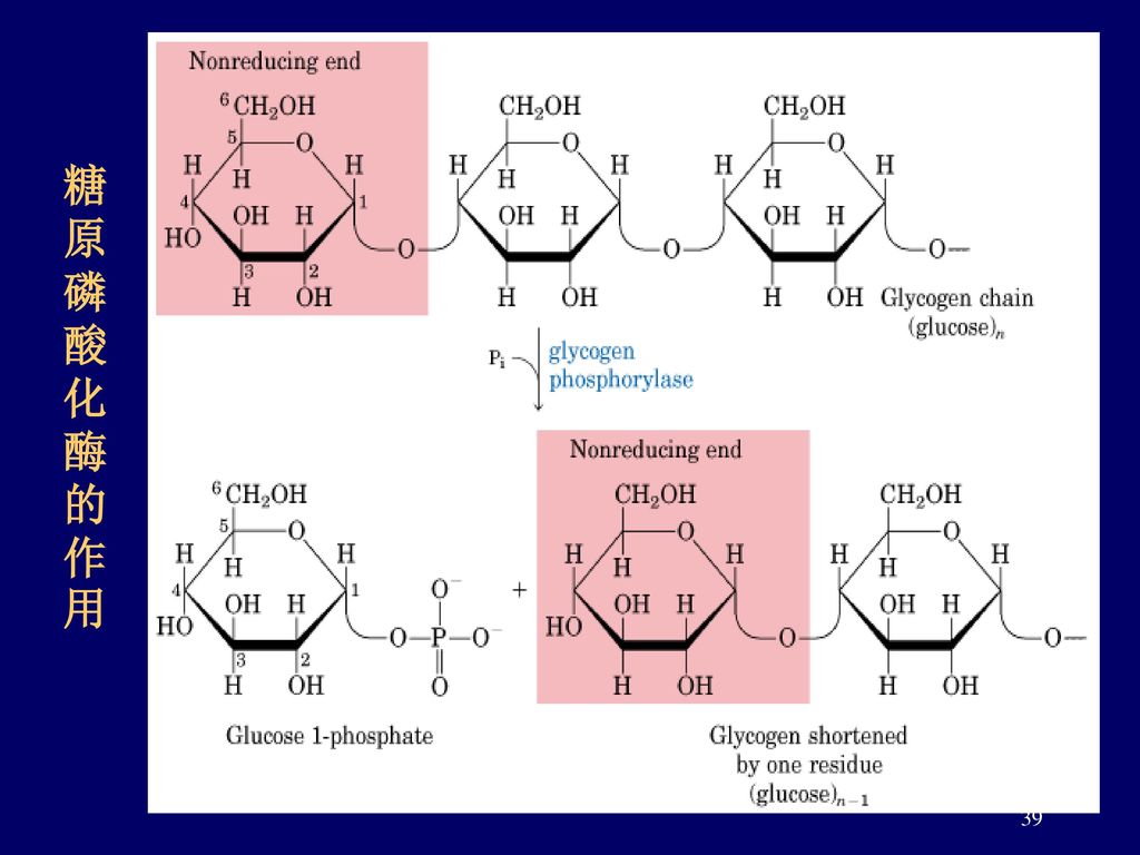 糖原磷酸化酶的作用