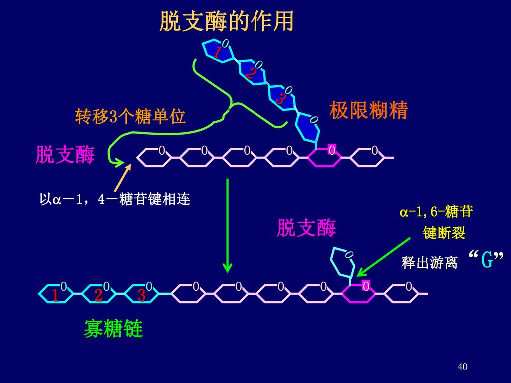 脱支酶的作用 极限糊精 脱支酶 脱支酶 寡糖链 转移3个糖单位 -1,6-糖苷 以－1，4－糖苷键相连 键断裂