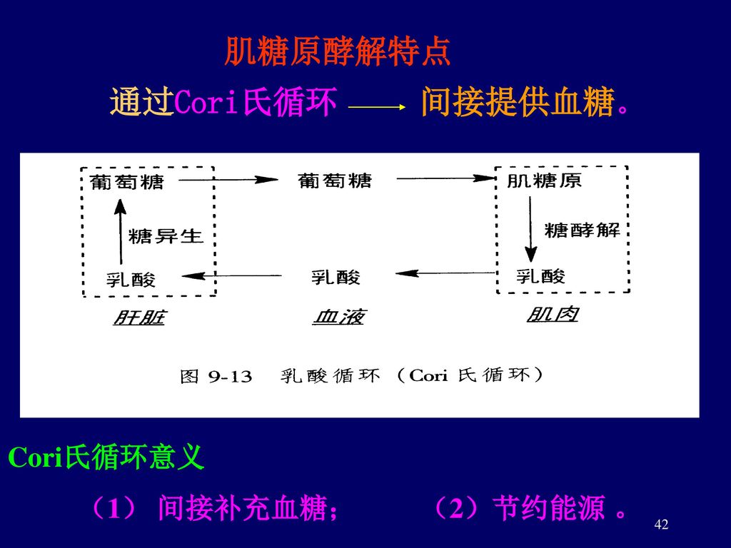 肌糖原酵解特点 通过Cori氏循环 间接提供血糖。 Cori氏循环意义 （1） 间接补充血糖； （2）节约能源 。
