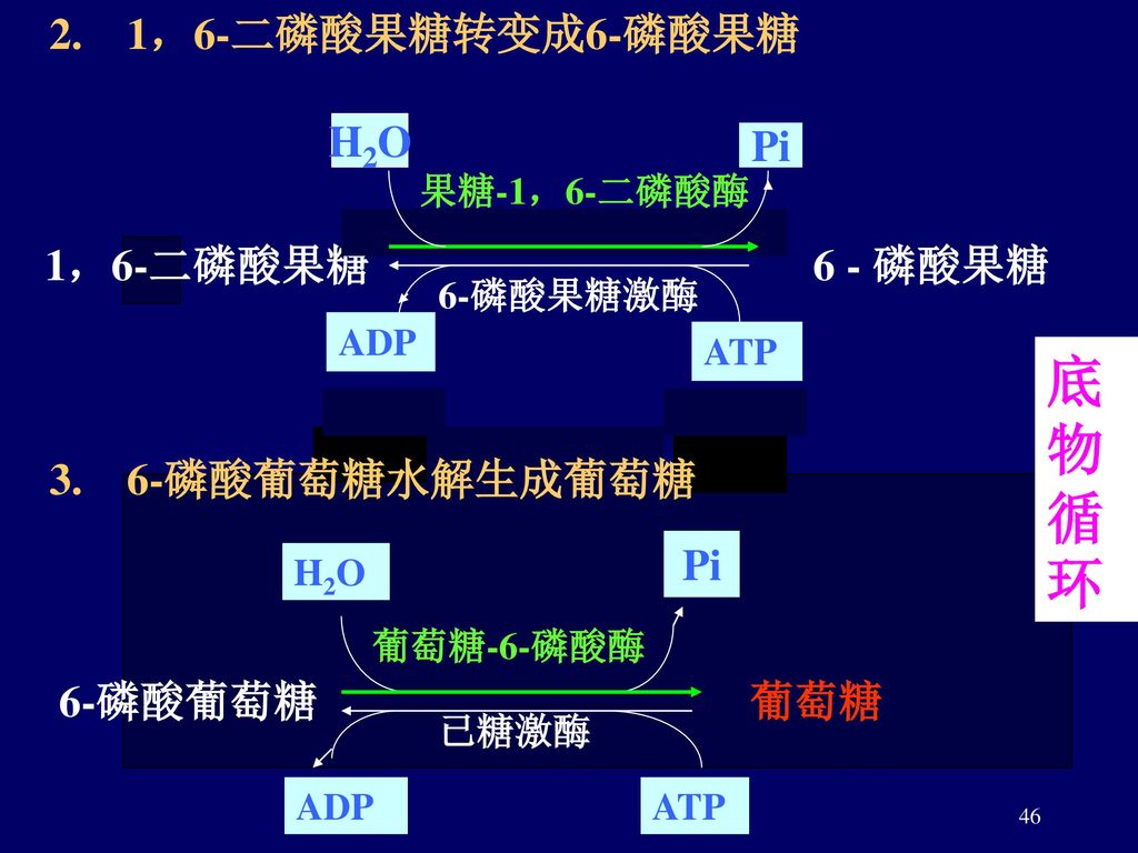 底物循环 2. 1，6-二磷酸果糖转变成6-磷酸果糖 H2O Pi 1，6-二磷酸果糖 6 - 磷酸果糖 3. 6-磷酸葡萄糖水解生成葡萄糖