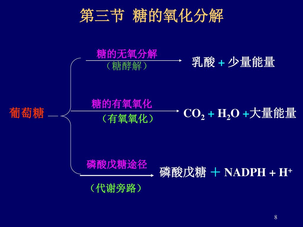 第三节 糖的氧化分解 乳酸 + 少量能量 （有氧氧化） 磷酸戊糖 ＋ NADPH + H+ 葡萄糖 CO2 + H2O +大量能量