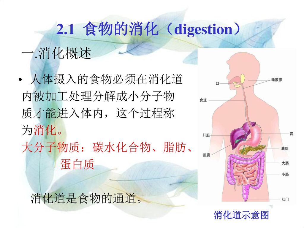 2.1 食物的消化（digestion） 一.消化概述 人体摄入的食物必须在消化道 内被加工处理分解成小分子物 质才能进入体内，这个过程称
