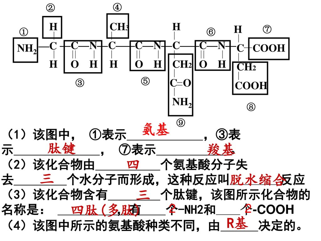 氨基 肽键 羧基 四 三 脱水缩合 三 四肽(多肽) R基 （1）该图中， ①表示 ，③表示 ， ⑦表示 。