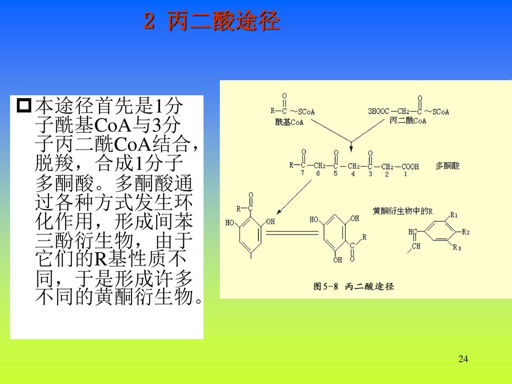 2 丙二酸途径 本途径首先是1分子酰基CoA与3分子丙二酰CoA结合，脱羧，合成1分子多酮酸。多酮酸通过各种方式发生环化作用，形成间苯三酚衍生物，由于它们的R基性质不同，于是形成许多不同的黄酮衍生物。