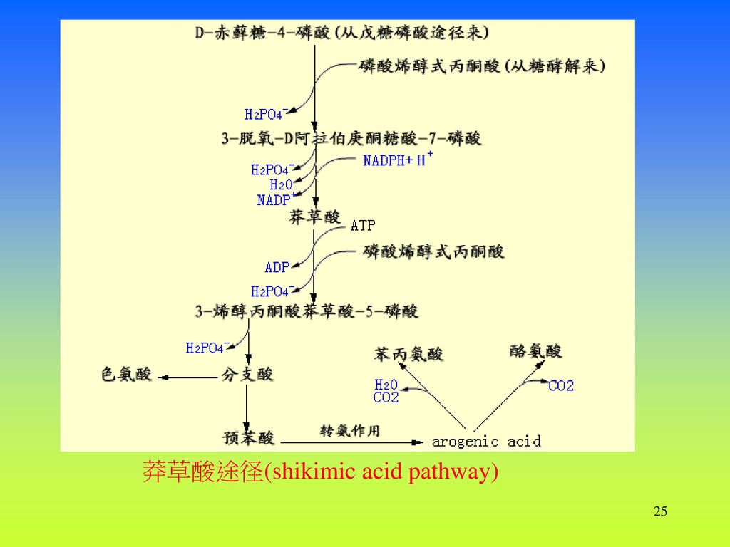 莽草酸途径(shikimic acid pathway)