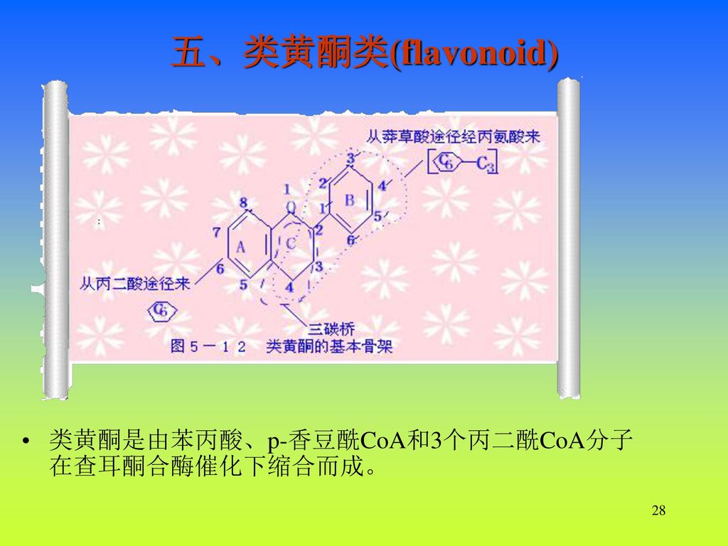 五、类黄酮类(flavonoid) 类黄酮是由苯丙酸、p-香豆酰CoA和3个丙二酰CoA分子在查耳酮合酶催化下缩合而成。