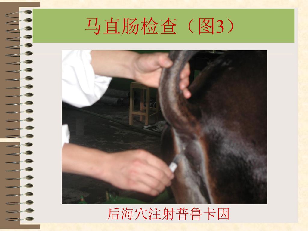 马直肠检查（图3） 后海穴注射普鲁卡因