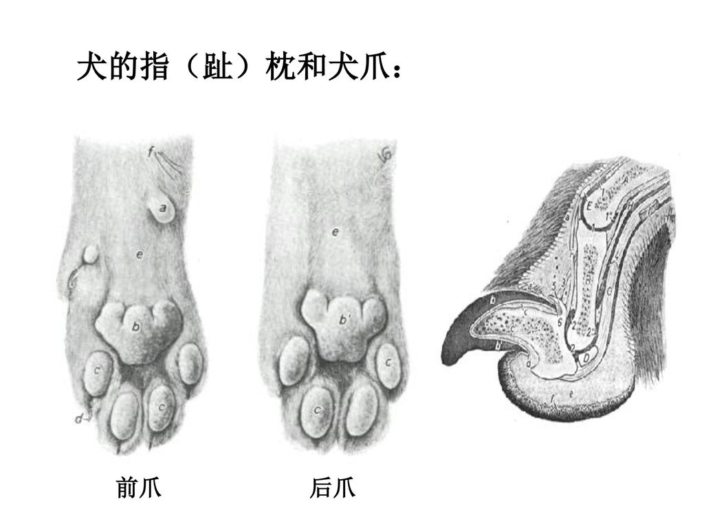 犬的指（趾）枕和犬爪： 前爪 后爪