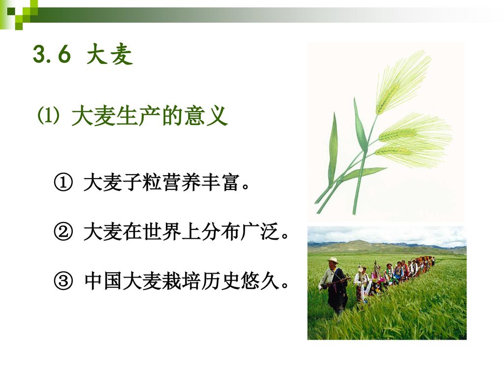 3.6 大麦 ⑴ 大麦生产的意义 ① 大麦子粒营养丰富。 ② 大麦在世界上分布广泛。 ③ 中国大麦栽培历史悠久。