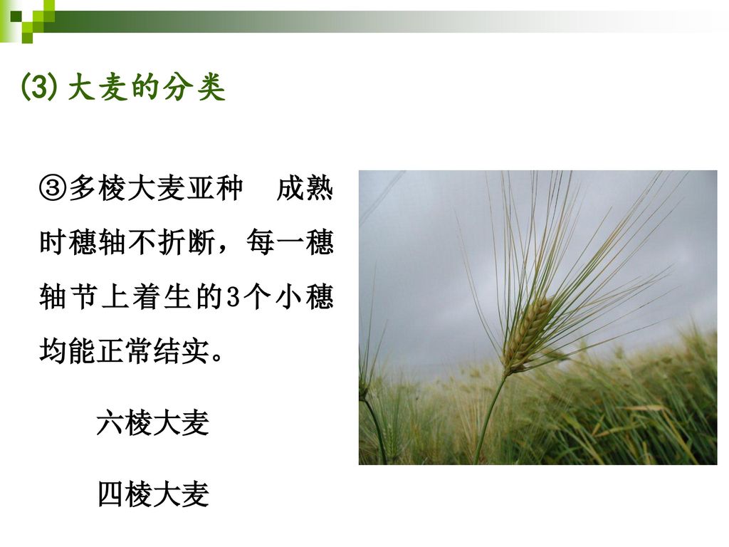 (3)大麦的分类 ③多棱大麦亚种 成熟时穗轴不折断，每一穗轴节上着生的3个小穗均能正常结实。 六棱大麦 四棱大麦