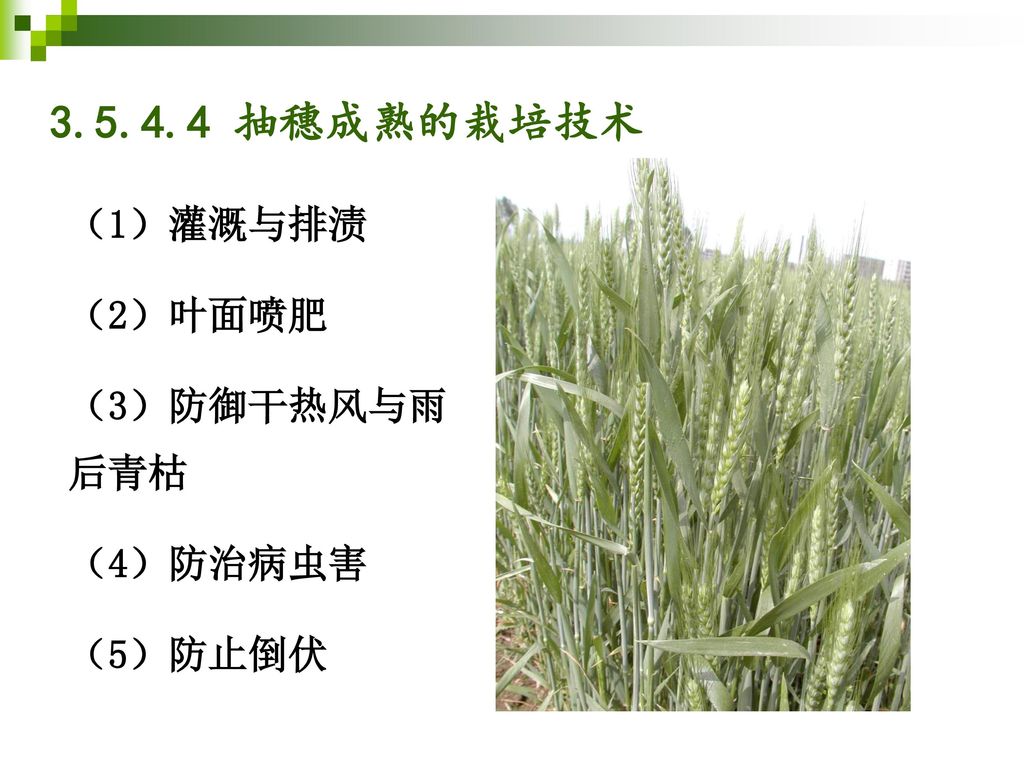 抽穗成熟的栽培技术 （1）灌溉与排渍 （2）叶面喷肥 （3）防御干热风与雨后青枯 （4）防治病虫害 （5）防止倒伏