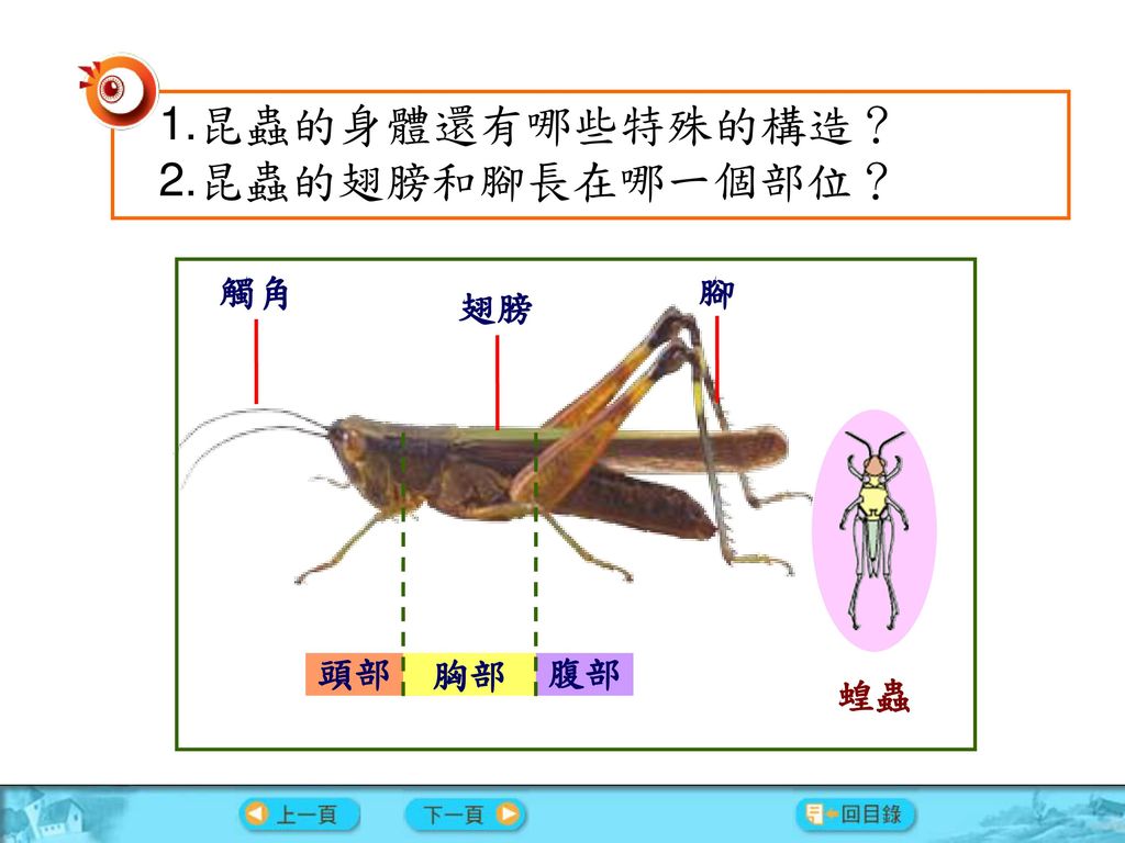 1.昆蟲的身體還有哪些特殊的構造？ 2.昆蟲的翅膀和腳長在哪一個部位？ 觸角 腳 翅膀 頭部 腹部 胸部 蝗蟲