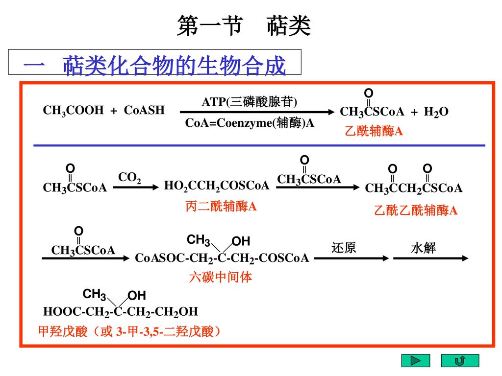 第一节 萜类 一 萜类化合物的生物合成 ATP(三磷酸腺苷) CH3COOH + CoASH CoA=Coenzyme(辅酶)A 乙酰辅酶A