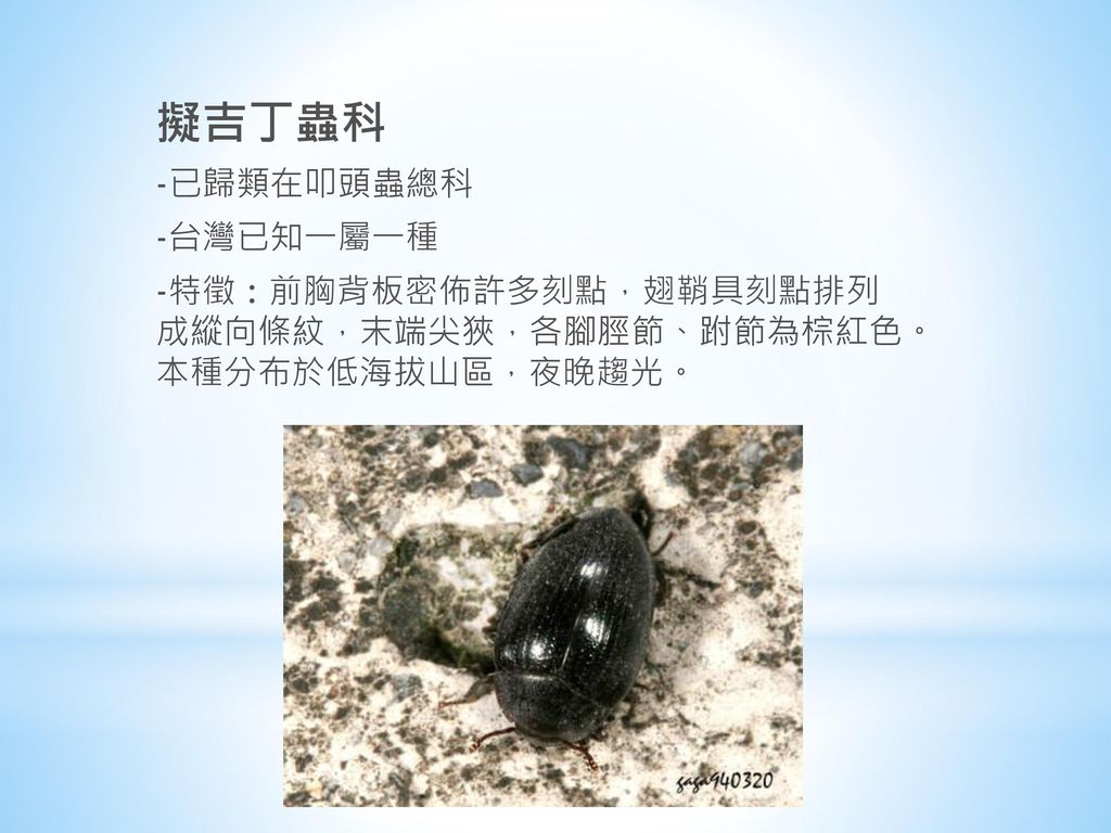 擬吉丁蟲科 -已歸類在叩頭蟲總科 -台灣已知一屬一種