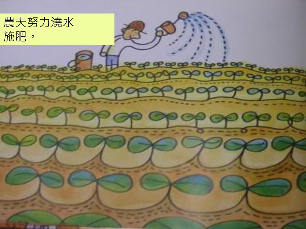 農夫努力澆水 施肥。